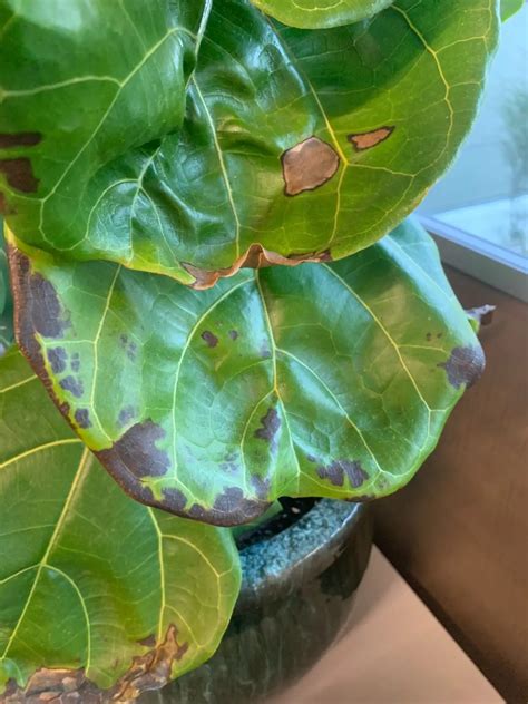Fiddle fig brown spots. Things To Know About Fiddle fig brown spots. 